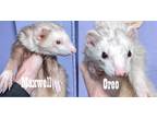 Adopt Maxwell & Oreo a Silver or Gray Ferret small animal in Phoenix