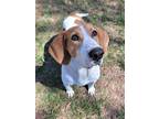 Adopt Tweedledum a Black Foxhound / Mixed dog in Midland, VA (40616912)