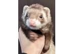 Adopt Einstein a Brown or Chocolate Ferret small animal in Phoenix