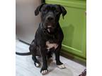 Adopt Chuck a Black - with White Presa Canario / Mixed dog in Vail