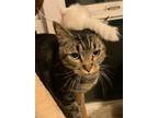 Adopt Maggie Lou a Brown Tabby Domestic Shorthair (short coat) cat in Silverton