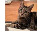 Adopt Camber a Brown Tabby Domestic Shorthair (short coat) cat in Anderson
