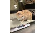 Adopt Joey a Cream or Ivory Domestic Shorthair / Domestic Shorthair / Mixed cat