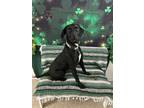 Adopt Angel a Black Labrador Retriever / Mixed dog in Grove, OK (41077750)
