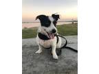 Adopt Jaxxon a Black - with White Jack Russell Terrier / Beagle / Mixed dog in