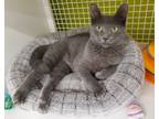 Adopt Anchovy a Gray or Blue Domestic Shorthair (short coat) cat in Calabasas