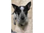 Adopt Johnny Cash a Black - with Gray or Silver Dachshund / Cattle Dog / Mixed