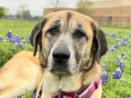 Adopt Darcy a Tan/Yellow/Fawn Mixed Breed (Large) / Mixed dog in Georgetown
