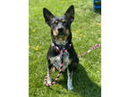 Adopt Daffodil a Black Australian Kelpie / Mixed dog in Danville, PA (37916229)