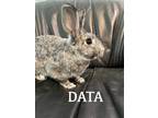 Adopt Data a Grey/Silver Chinchilla, Standard / Mixed (short coat) rabbit in