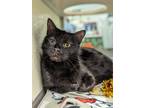 Adopt Viola a All Black Domestic Shorthair / Domestic Shorthair / Mixed cat in