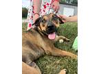 Adopt Elvis a Mountain Cur / Catahoula Leopard Dog / Mixed dog in Effingham