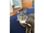 Adopt Gracie a Domestic Shorthair / Mixed (short coat) cat in Darlington