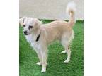 Adopt Bailey a Tan/Yellow/Fawn - with White Spaniel (Unknown Type) / Mixed dog