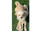 Adopt Riley a Tan/Yellow/Fawn - with White Spaniel (Unknown Type) / Mixed dog in