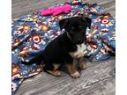 Adopt Greg a Australian Cattle Dog / Mixed dog in LaBelle, FL (41076623)