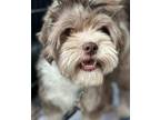 Adopt Pivot a Brown/Chocolate - with White Terrier (Unknown Type
