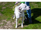 Adopt Rodney a White Terrier (Unknown Type, Small) / Mixed dog in Terre Haute