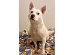 Adopt Chloe a White Australian Cattle Dog / American Staffordshire Terrier /