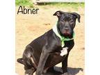 Adopt Abner a Black - with White Labrador Retriever / Mixed Breed (Medium) /