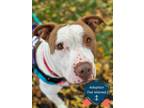 Adopt Luanne a White Mixed Breed (Large) / Mixed dog in Cincinnati
