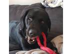 Adopt Rio a Black Mixed Breed (Large) / Mixed dog in Calgary, AB (41074522)