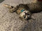 Adopt Skittles IN FOSTER a Brown Tabby Domestic Shorthair / Mixed Breed (Medium)