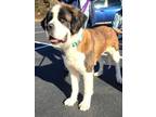 Adopt Heidi a Tricolor (Tan/Brown & Black & White) St. Bernard / Mixed dog in