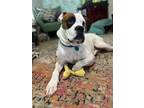 Adopt Tiny Tim a White - with Tan, Yellow or Fawn Boxer / Mixed dog in