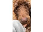 Adopt Gus a Brown/Chocolate Poodle (Standard) / Mixed dog in Catoosa