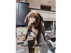 Adopt Rocky Road a Brown/Chocolate Labrador Retriever / Pit Bull Terrier dog in