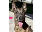 Adopt Roger (formerly Champ) - located in Alabama a Brindle Dutch Shepherd /