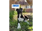 Adopt Owen a Black - with White Pit Bull Terrier / Mixed dog in Norco