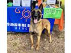 Adopt Wesson a Tan/Yellow/Fawn - with Black Belgian Malinois / Mixed dog in