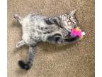 Adopt Stormy a Domestic Shorthair / Mixed cat in Salt Lake City, UT (39646587)