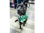 Adopt Muffin a Black - with White Boxer / Mixed dog in Bedford Hills