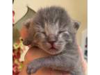 Adopt Louis a Domestic Shorthair / Mixed (short coat) cat in New Braunfels