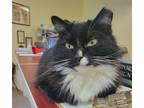 Adopt Penny a Domestic Mediumhair / Mixed (short coat) cat in Toms River