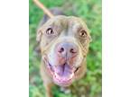 Adopt Brownie a Brown/Chocolate - with White American Pit Bull Terrier / Mixed