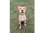 Adopt Barkley a Mixed Breed (Medium) / Mixed dog in Marion, OH (41022723)