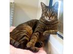 Adopt Hubert a Domestic Shorthair / Mixed (short coat) cat in Fremont