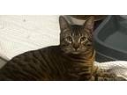 Adopt Toodles a Spotted Tabby/Leopard Spotted American Shorthair cat in Jemison