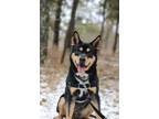 Adopt Kane a Black - with Brown, Red, Golden, Orange or Chestnut Mixed Breed