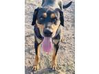 Adopt Maxwell a Black - with Tan, Yellow or Fawn Black and Tan Coonhound / Mixed
