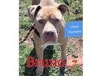 Adopt Bruno#2 a Tan/Yellow/Fawn American Staffordshire Terrier dog in Niagara On