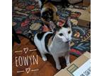 Adopt Eowyn a White (Mostly) Domestic Shorthair cat in Cleburne, TX (41075554)