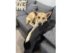 Adopt Harley a Tan/Yellow/Fawn - with White Labrador Retriever / Shepherd