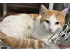 Adopt Kitty Kitty a Orange or Red Domestic Shorthair / Domestic Shorthair /