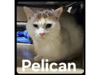 Adopt Pelican a White Domestic Shorthair / Domestic Shorthair / Mixed cat in