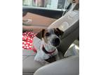 Adopt Cowboy a White - with Brown or Chocolate Rat Terrier / Mixed dog in Miami